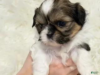 Shih Tzu dogs Eva - Ad 12