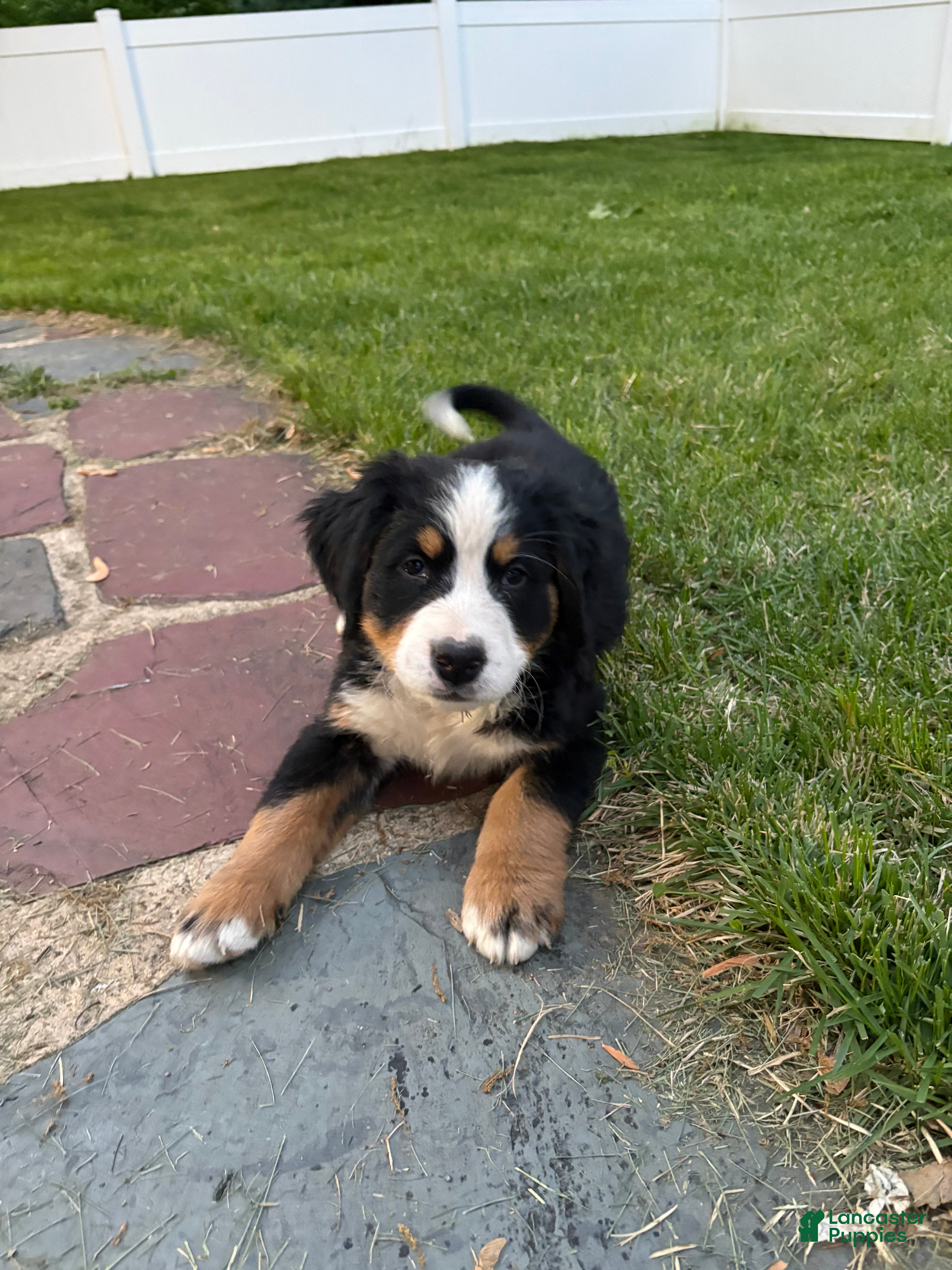 Bernese Mountain Dog dogs Clover  - Ad 1