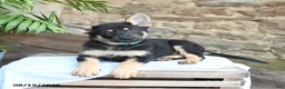 German Shepherd dogs for sale: Nevada - Ad 4