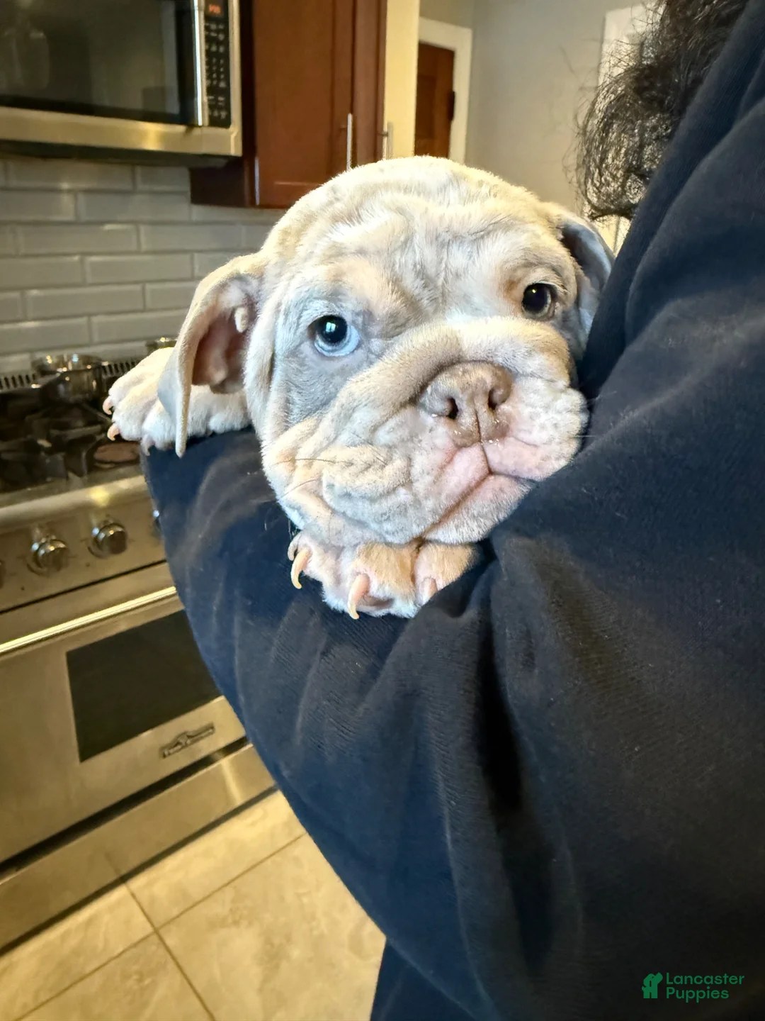 English Bulldog dogs for sale: English Bulldog Puppy 3 - Ad 5