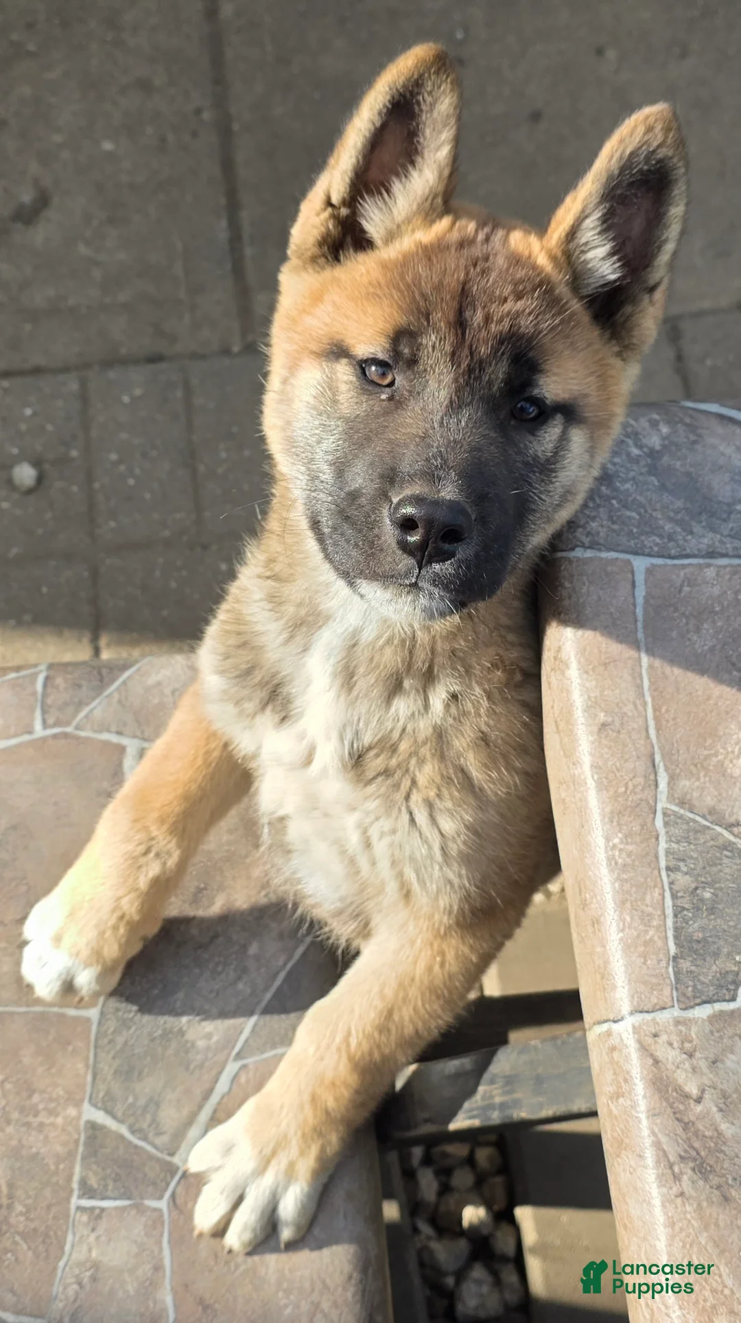 Akita dogs for sale: Akita Puppy 1 - Ad 2