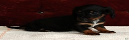 Miniature Dachshund dogs for sale: Kimberly - Ad 7