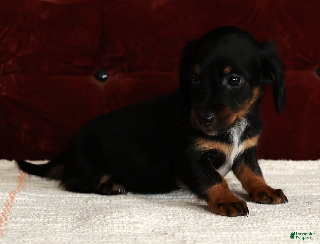 Miniature Dachshund dogs for sale: Kimberly - Ad 7