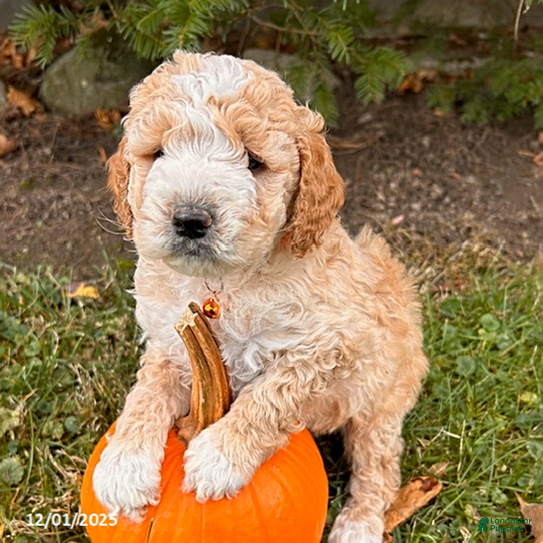 Cockapoo dogs for sale: Lance  - Ad 2