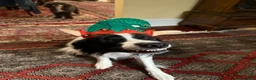 Border Collie dogs for stud: Bones - Ad 6