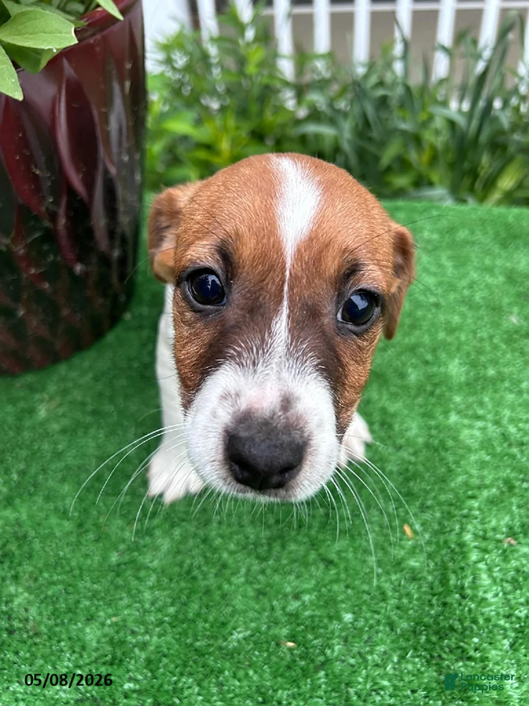 Jack Russell Terrier dogs for sale: Theo - Ad 1