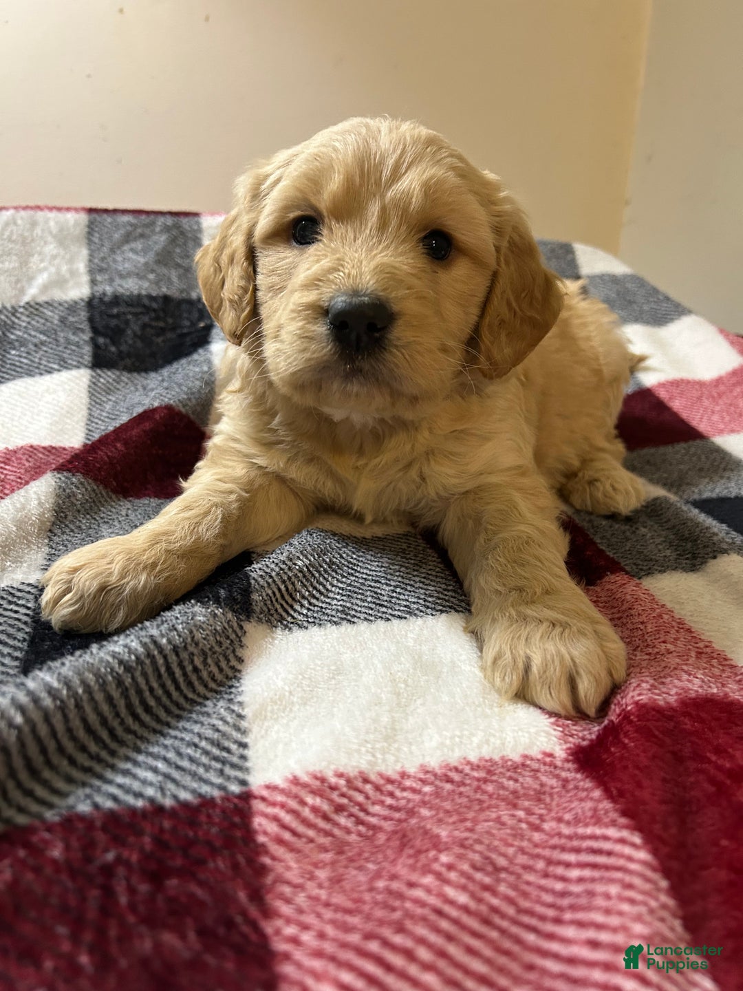 Goldendoodle dogs for sale: Goldendoodle Puppy 2 - Ad 1