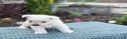 West Highland Terrier dogs for sale: Fancy - Ad 13