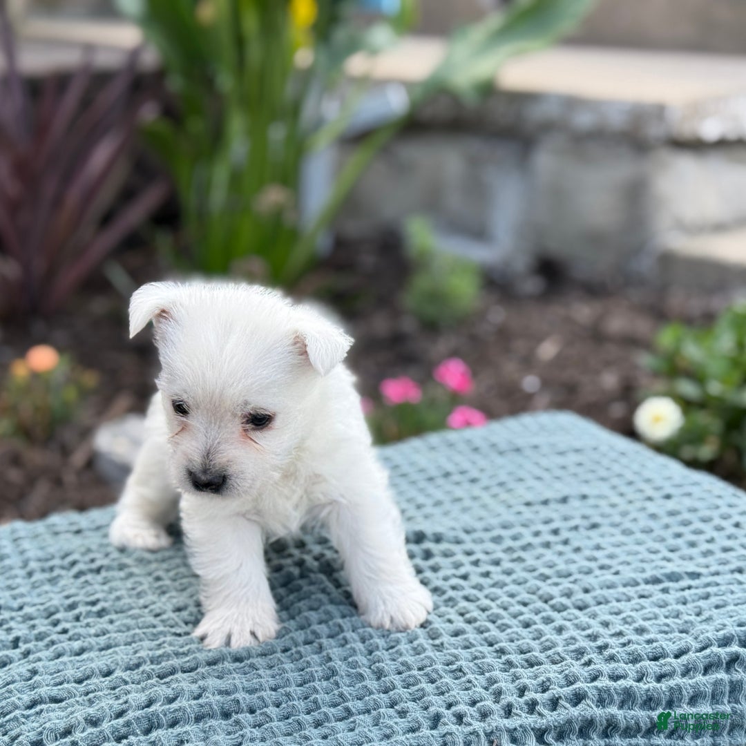 West Highland Terrier dogs for sale: Fancy - Ad 13