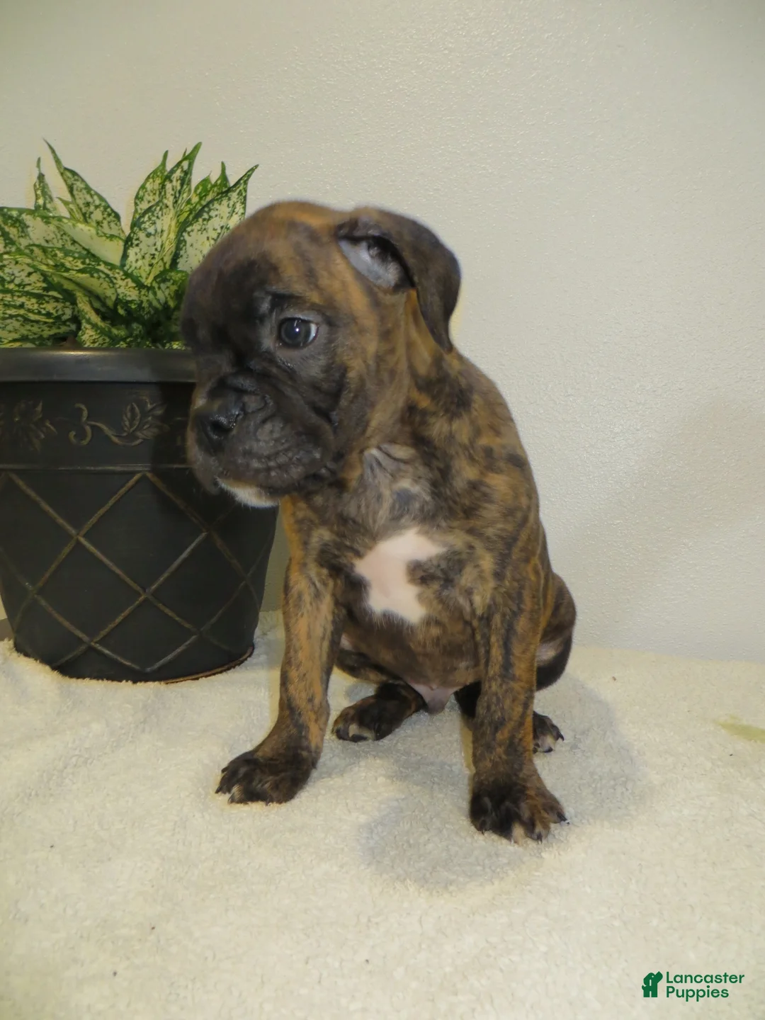 Boxer dogs for sale: 🗺️ ADVENTURE - Ad 11