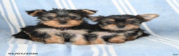 Yorkshire Terrier dogs for sale: Tammy - Ad 5