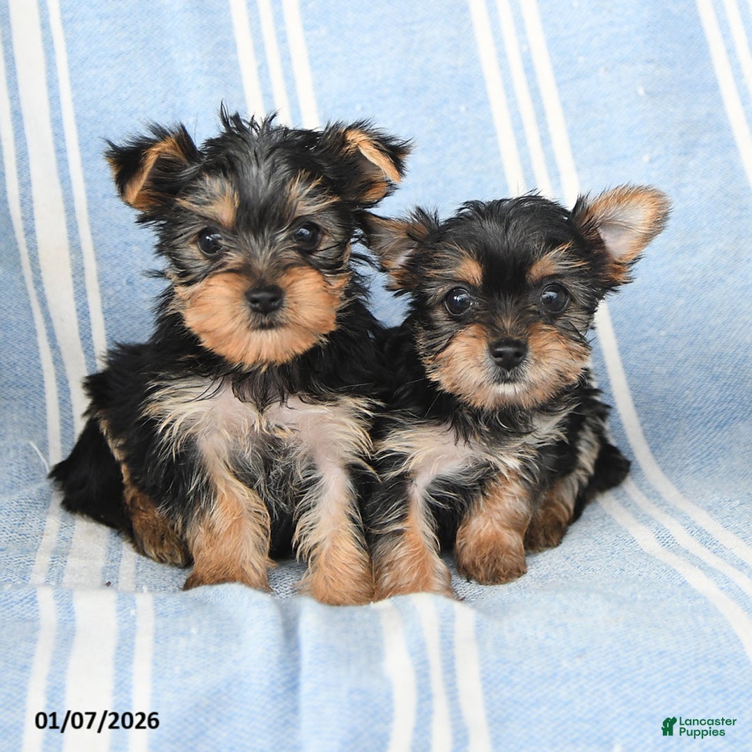 Yorkshire Terrier dogs for sale: Tammy - Ad 5