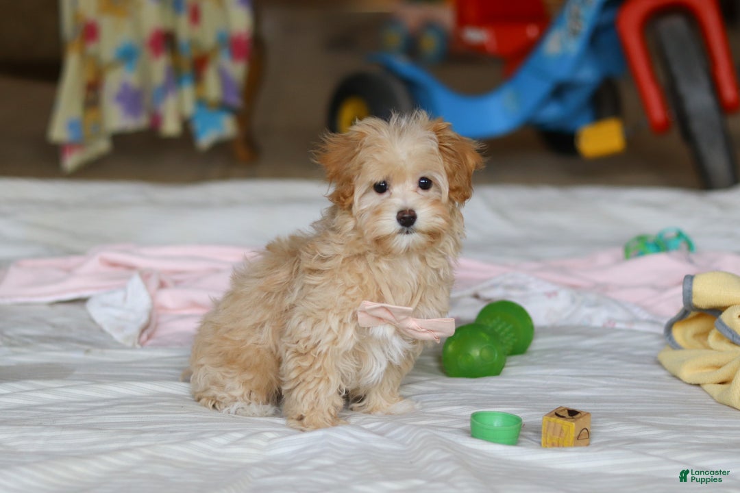 Havapoo dogs for sale: Clover - Ad 3