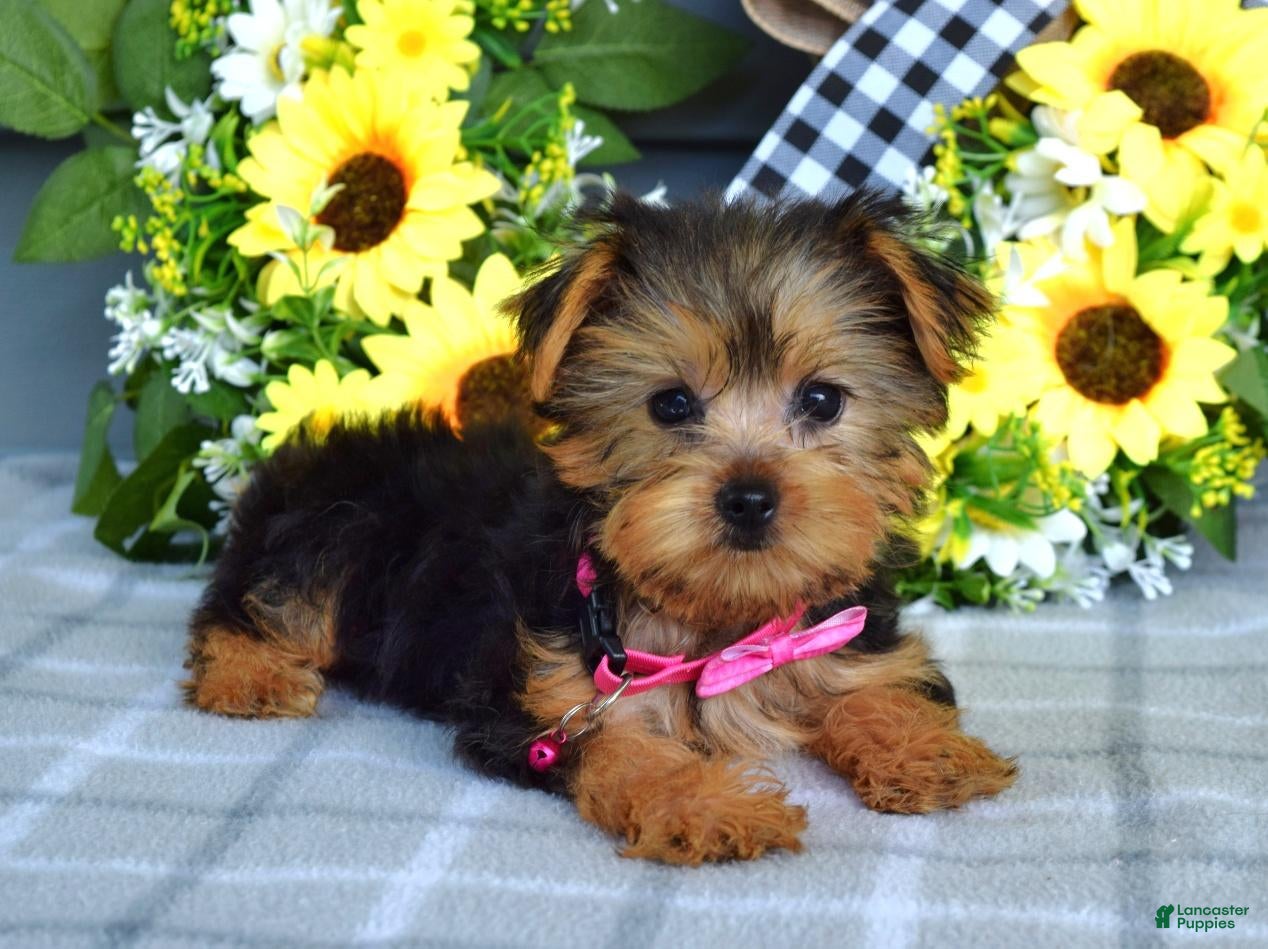 Yorkshire Terrier dogs Ava - Ad 2