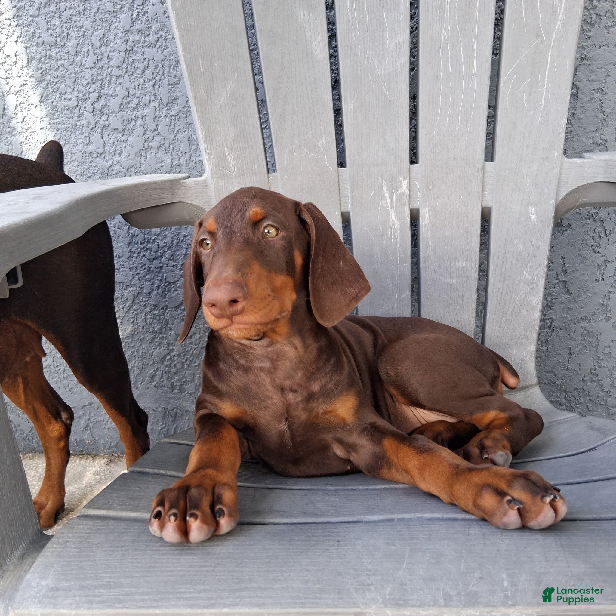 Doberman Pinscher dogs Doberman Pinscher Puppy 1 - Ad 2