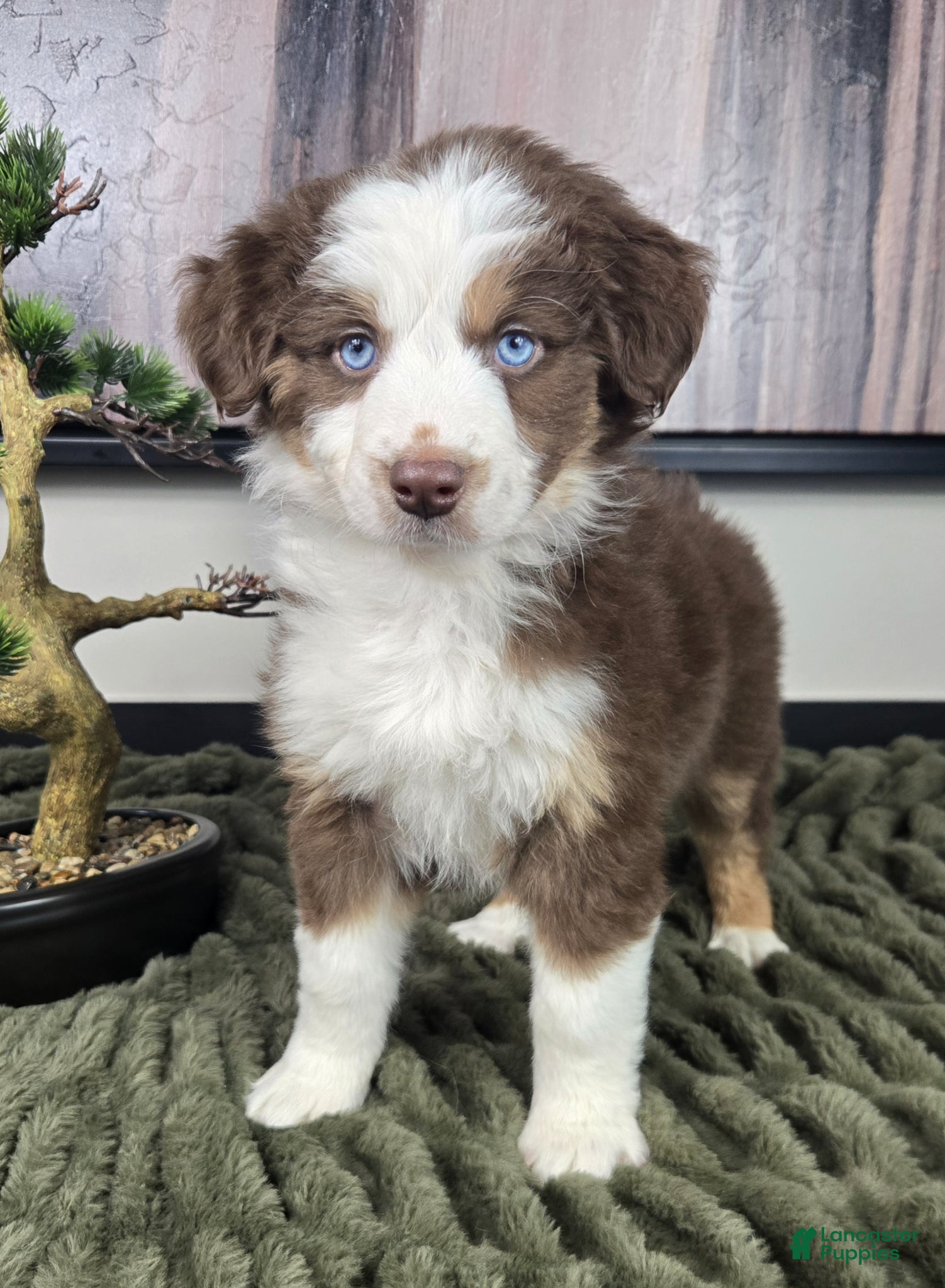 Miniature Australian Shepherd dogs Sarah - Ad 2