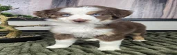Miniature Australian Shepherd dogs for sale: Sarah - Ad 2