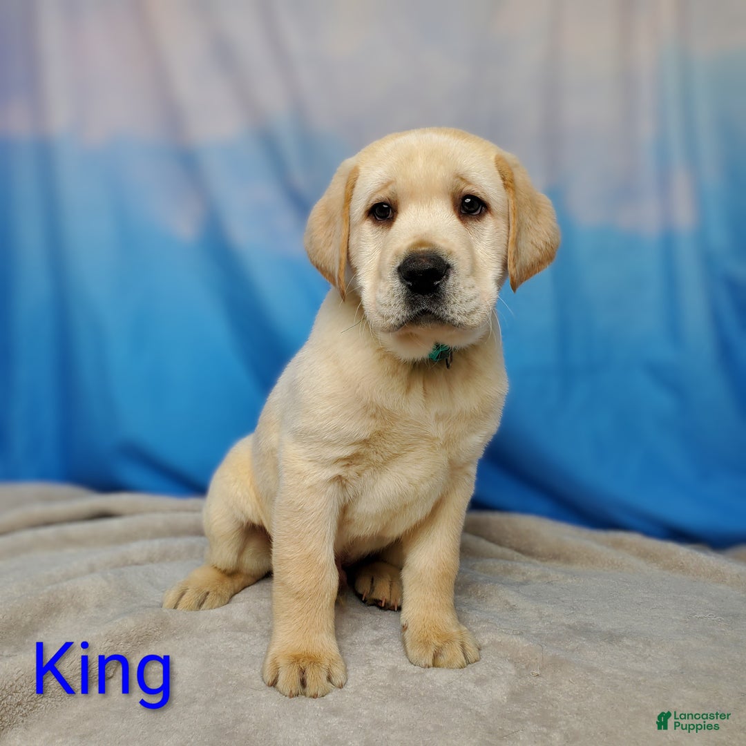 Labrador Retriever dogs for sale: Lance - Ad 10