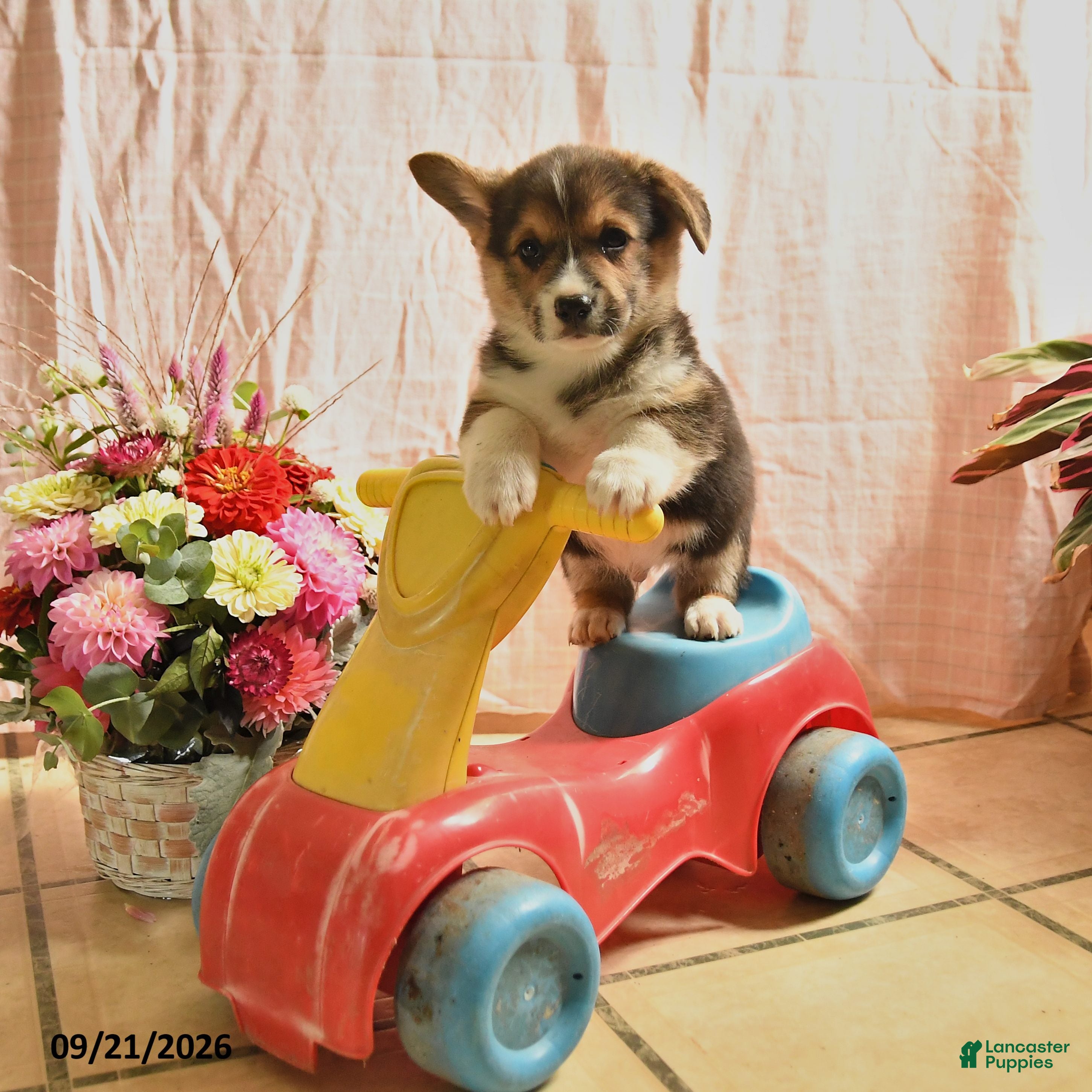 Welsh Corgi Pembroke dogs Pebbles - Ad 1