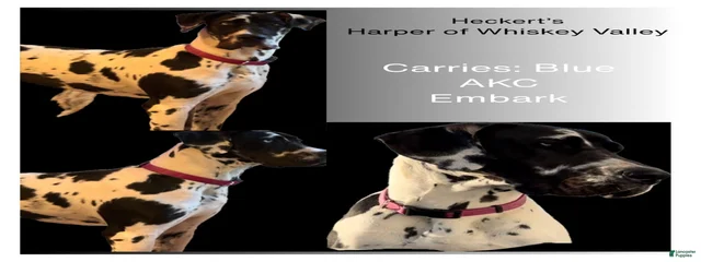 Harper