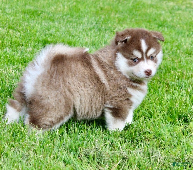 Pomsky dogs Daisy - Ad 2