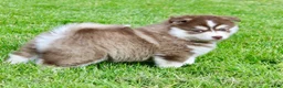 Pomsky dogs for sale: Daisy - Ad 2