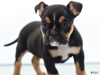 Mixed Breed dogs Emma tricolor hybrid - Ad 6