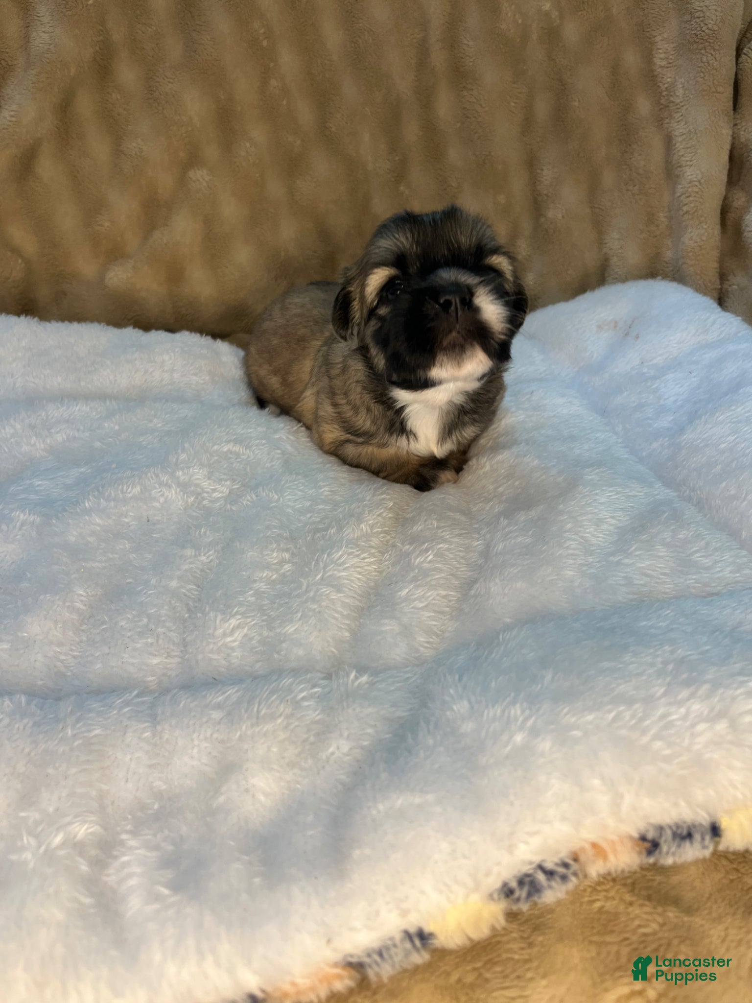 Shih Tzu dogs Coco - Ad 31