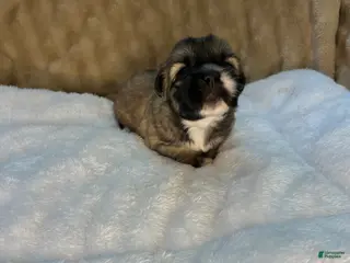 Shih Tzu dogs Coco - Ad 31