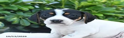 Mixed Breed dogs for sale: Betsy - Ad 3