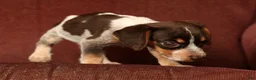 Beagle dogs for sale: Austin - Ad 8