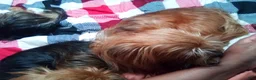 Yorkshire Terrier dogs for sale: Yorkshire Terrier 1 - Ad 3