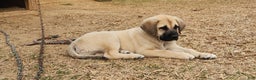 Anatolian Shepherd dogs for sale: AKC Blue M1 ASD puppy - Ad 10