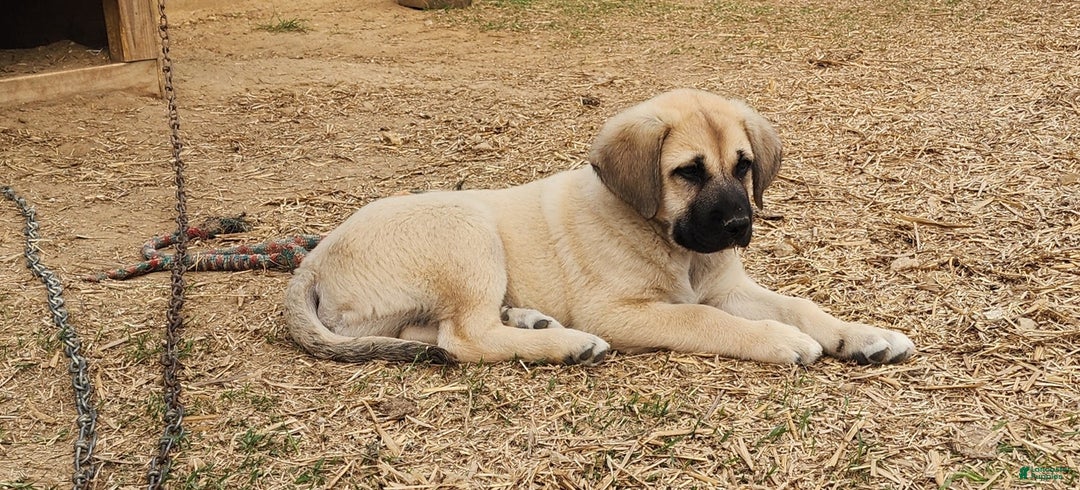 Anatolian Shepherd dogs for sale: AKC Blue M1 ASD puppy - Ad 10