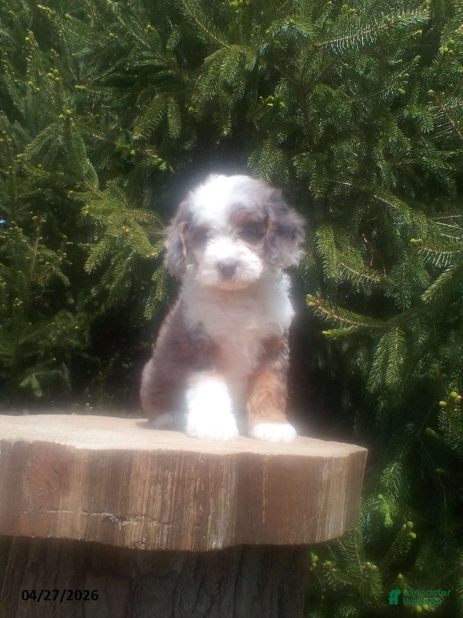 Cockapoo dogs Blue Eye - Ad 1