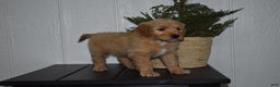 Goldendoodle dogs for sale: Buster  - Ad 5