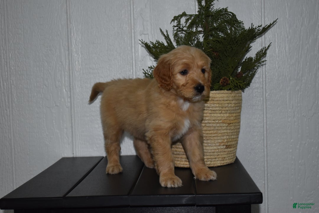 Goldendoodle dogs for sale: Buster  - Ad 5
