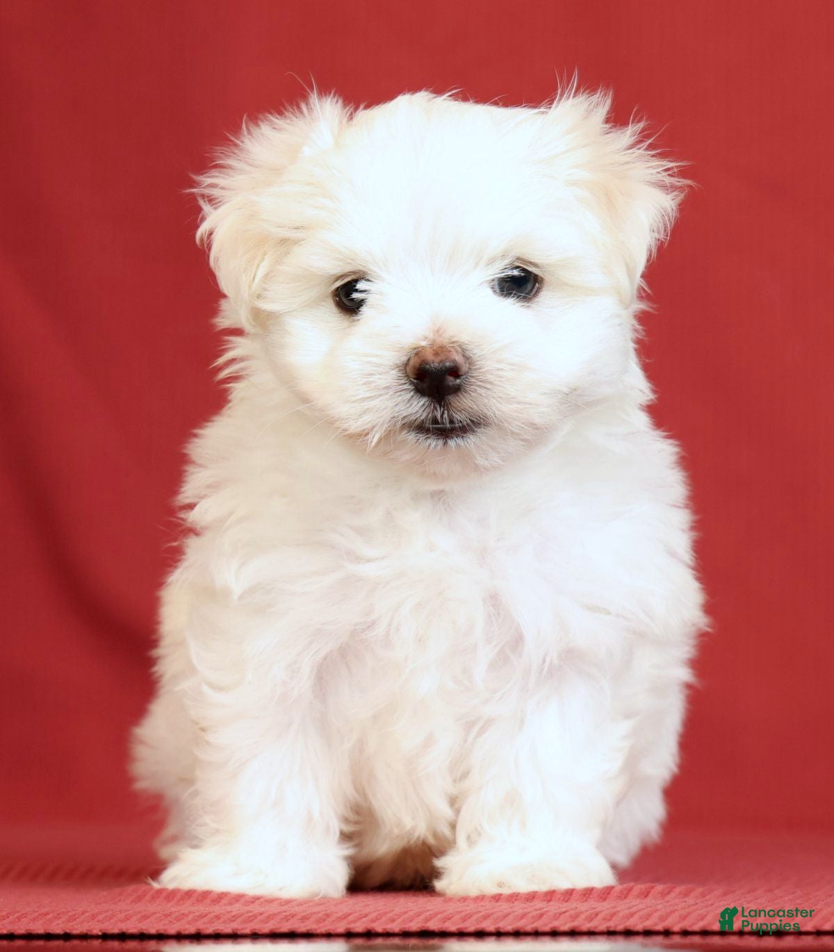 Maltese dogs Alex - Ad 2