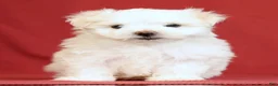 Maltese dogs for sale: Alex - Ad 2