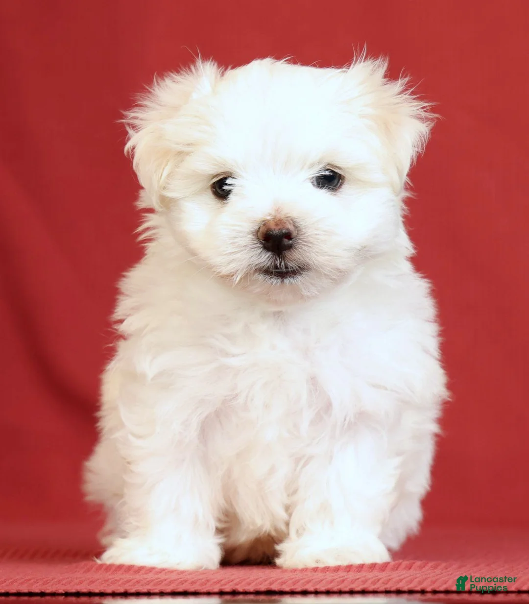 Maltese dogs for sale: Alex - Ad 2