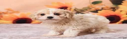 Cavachon dogs for sale: Megan - Ad 5