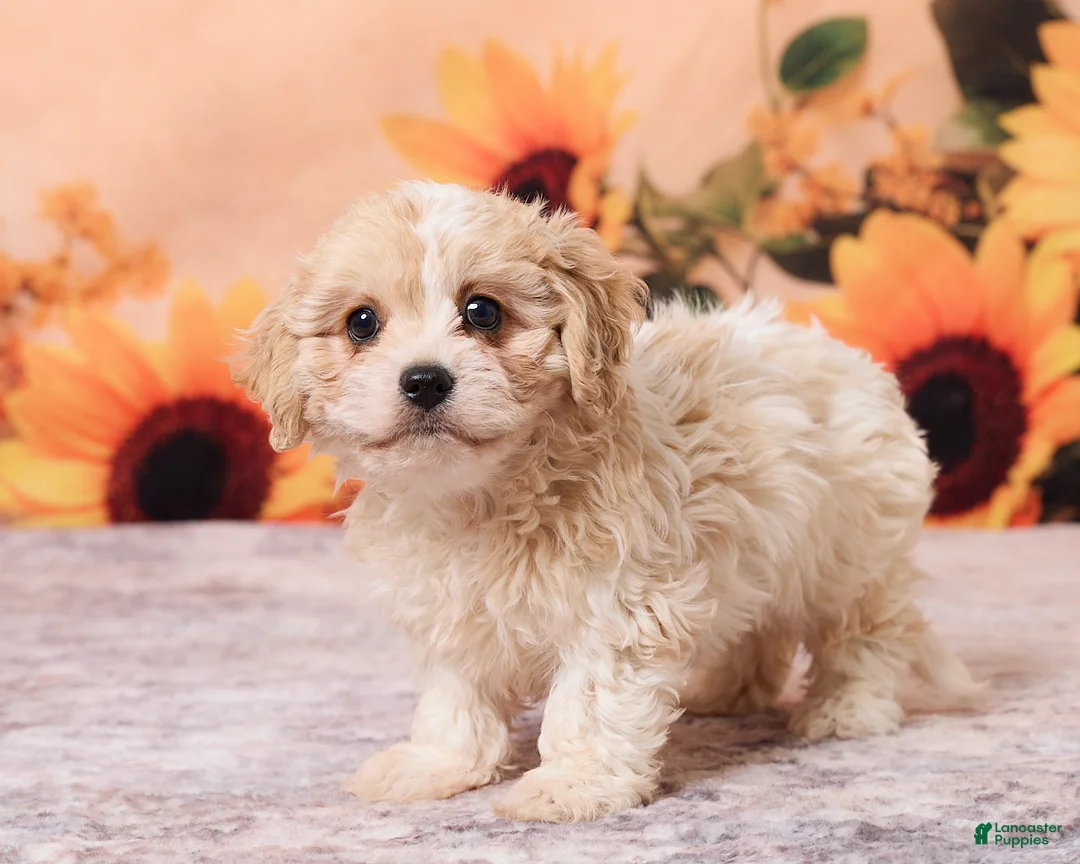 Cavachon dogs for sale: Megan - Ad 5
