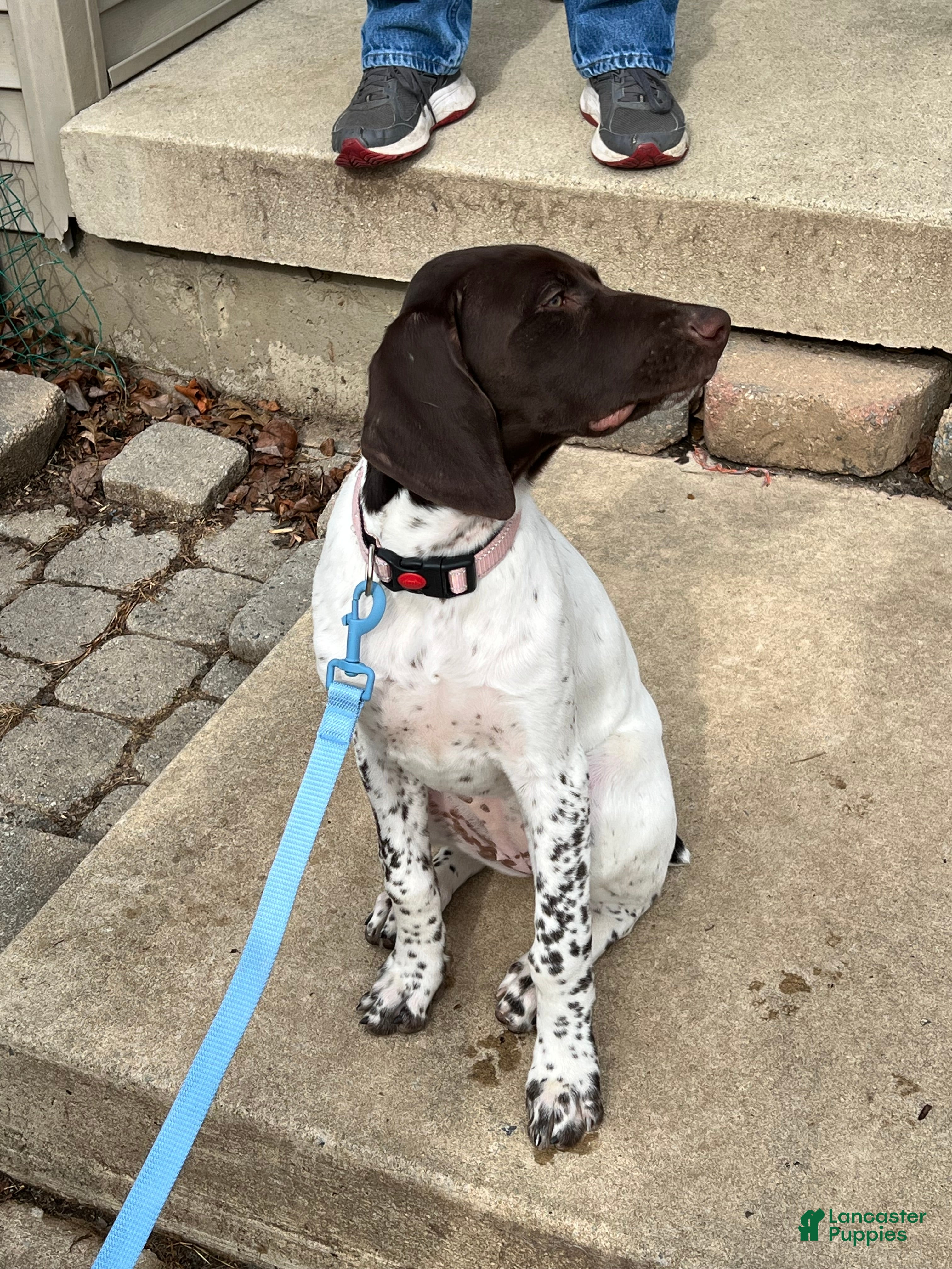 German Shorthaired Pointer dogs German Shorthaired Pointer Puppy 1 - Ad 2