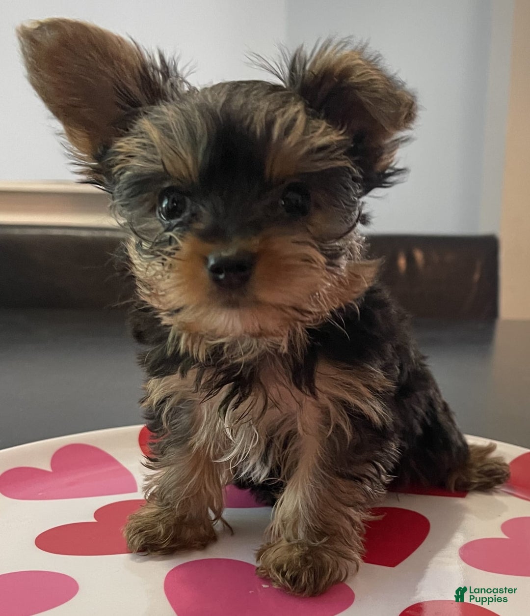 Gallery Image {{count}}