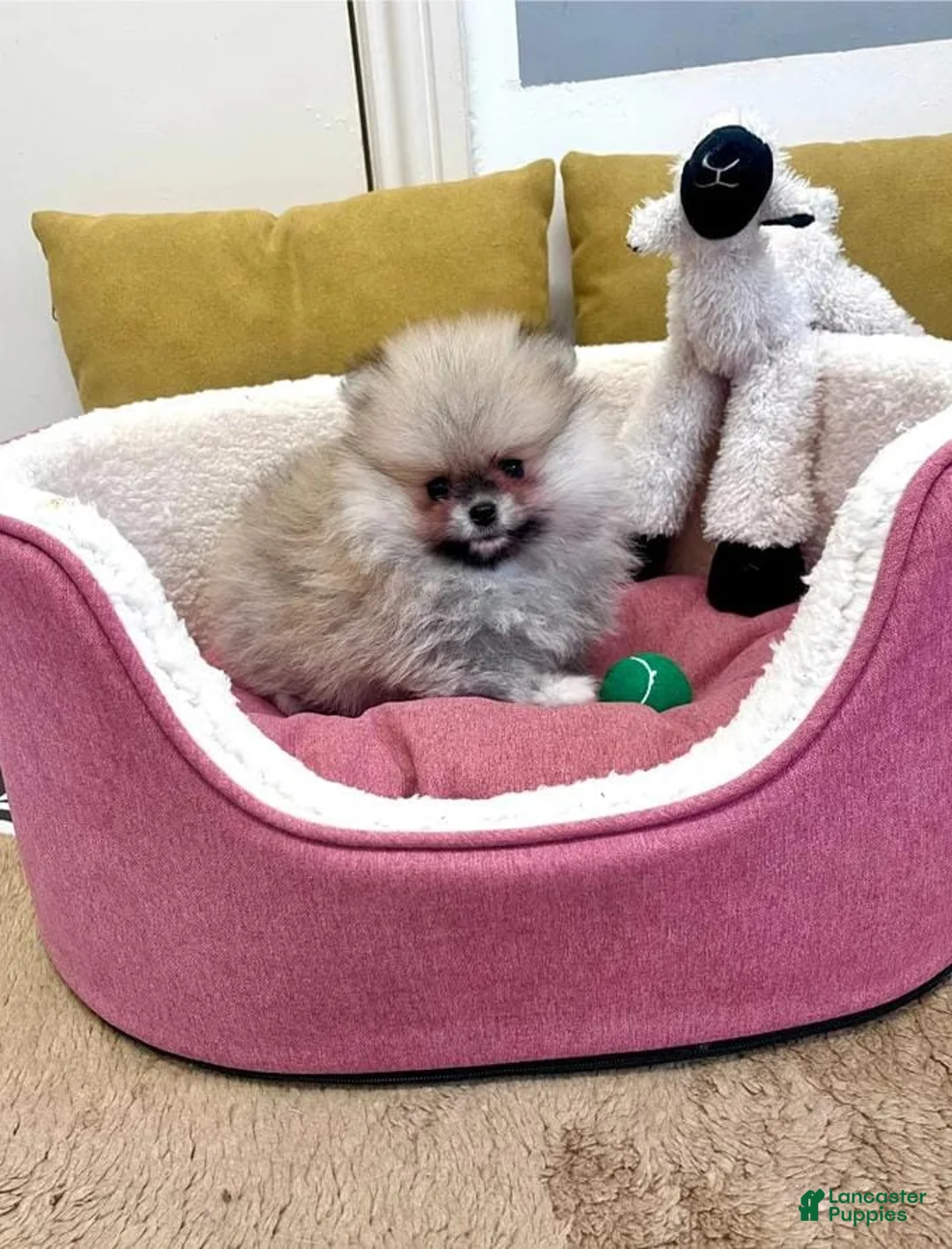 Pomeranian dogs for sale: Max - Ad 18