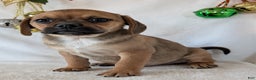Puggle dogs for sale: Chance  - Ad 6