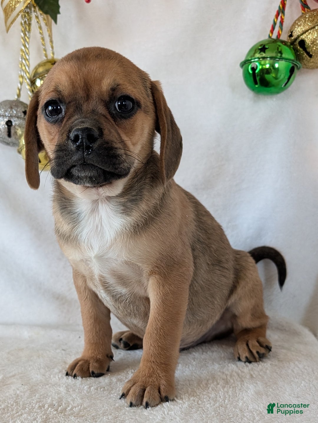 Puggle dogs for sale: Chance  - Ad 6