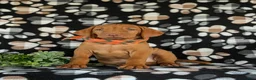 Vizsla dogs for sale: Walden  - Ad 4