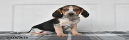 Beagle dogs for sale: Parker - Ad 5