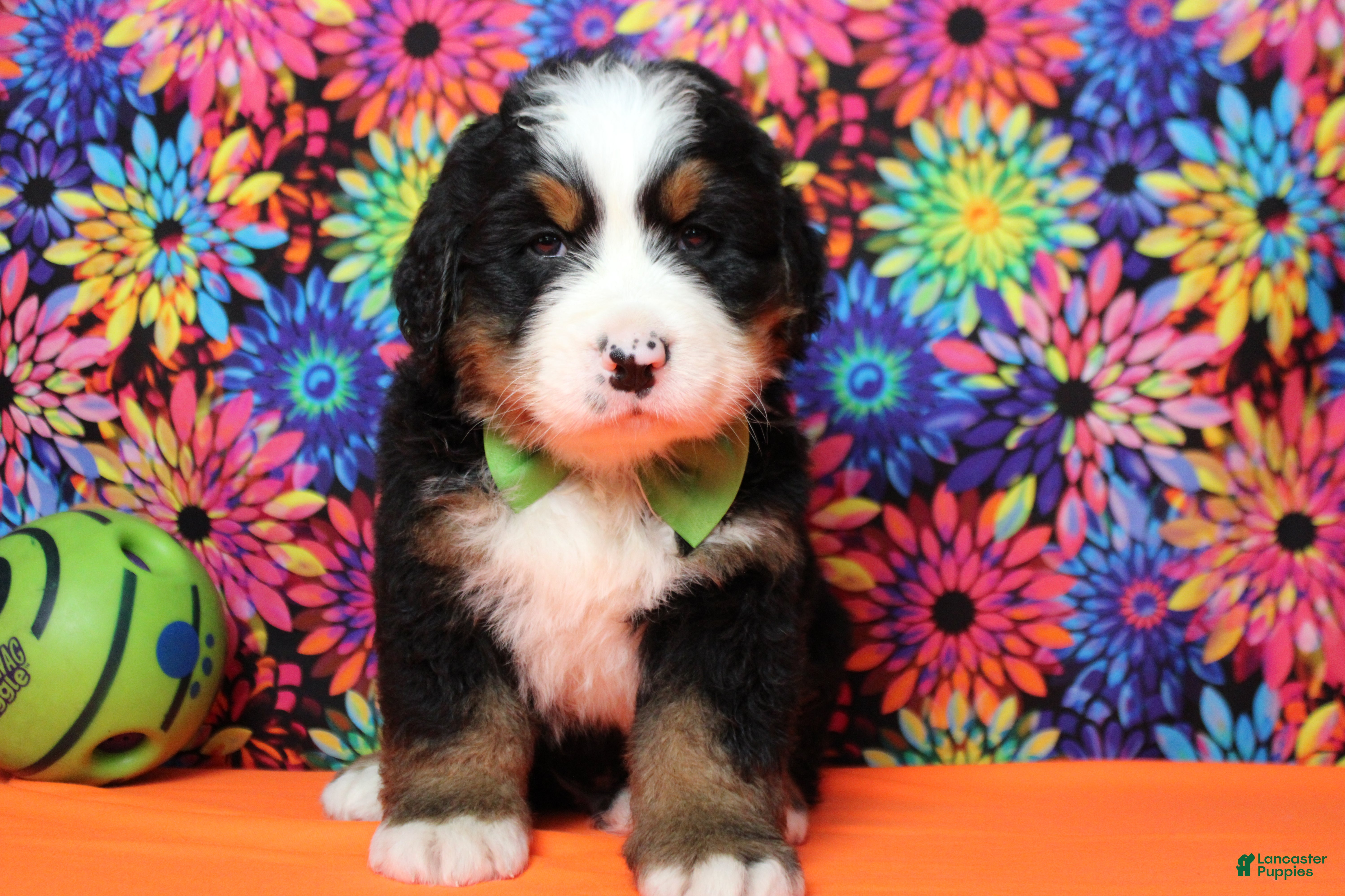 Bernese Mountain Dog dogs Murphy  - Ad 11